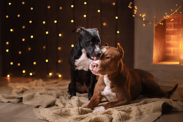 black and brown dog laying together