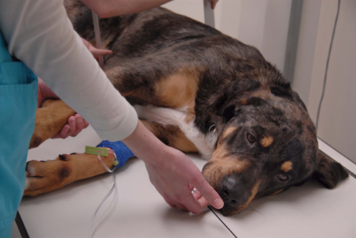 Dog getting X-Ray