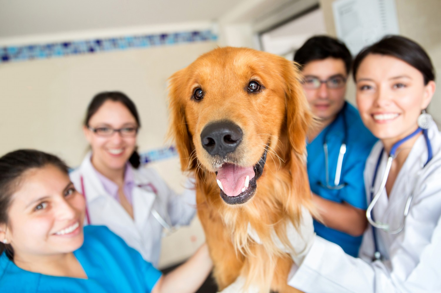 Dog with Board Certified Staff