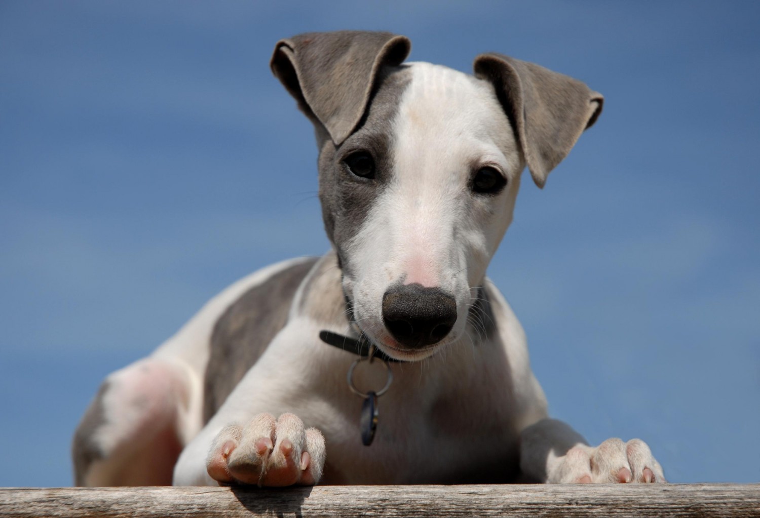 Dog on Ledge