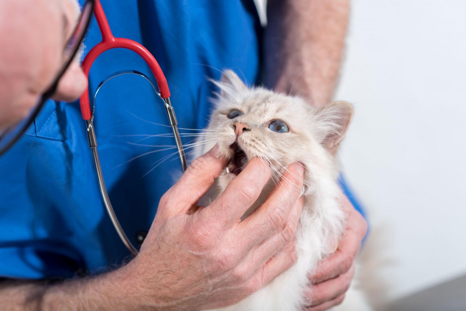 Cat Dental Exam