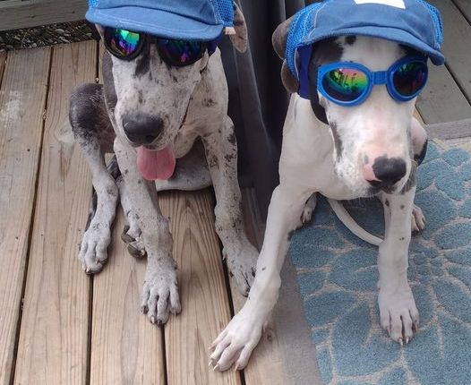 Two Great Danes in Goggles